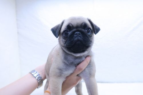 神奈川県のパグ (かねだい海老名店/2025年5月18日生まれ/女の子/フォーン)の子犬
