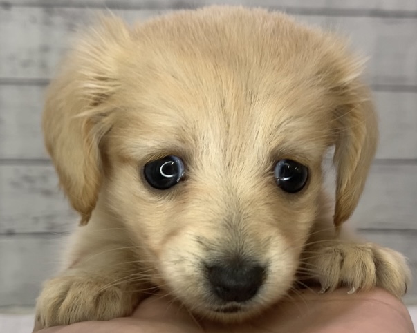 千葉県のハーフ犬・ミックス犬 (かねだい千葉店/2025年5月10日生まれ/女の子/クリーム)の子犬の1枚目の画像