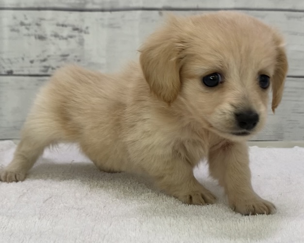 千葉県のハーフ犬・ミックス犬 (かねだい千葉店/2025年5月10日生まれ/女の子/クリーム)の子犬の2枚目の画像