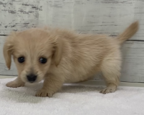 千葉県のハーフ犬・ミックス犬 (かねだい千葉店/2025年5月10日生まれ/女の子/クリーム)の子犬の3枚目の画像