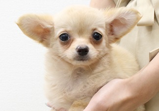 神奈川県のチワワ(ロング) (かねだい伊勢原店/2025年5月18日生まれ/女の子/クリーム)の子犬