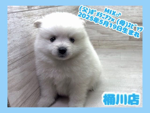 埼玉県のハーフ犬・ミックス犬 (かねだい桶川店/2025年5月19日生まれ/男の子/その他色)の子犬の1枚目の画像