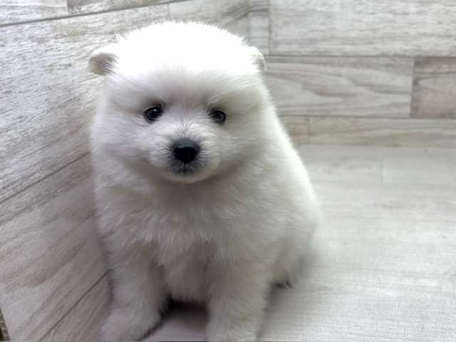 埼玉県のハーフ犬・ミックス犬 (かねだい桶川店/2025年5月19日生まれ/男の子/その他色)の子犬の2枚目の画像