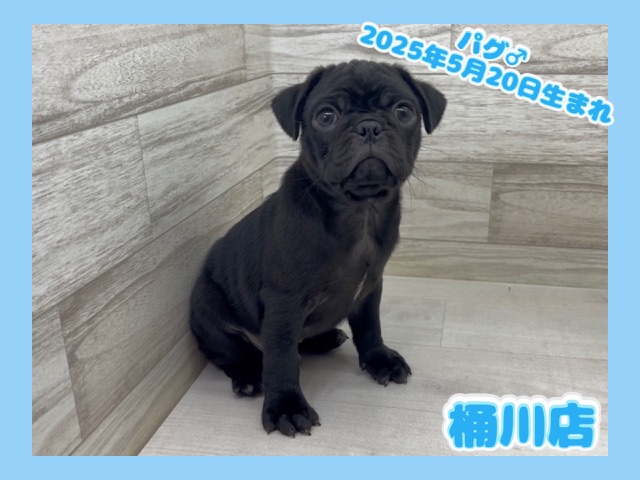 埼玉県のパグ (かねだい桶川店/2025年5月20日生まれ/男の子/ブラック)の子犬の1枚目の画像