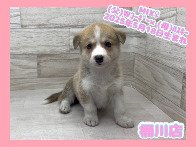 埼玉県のハーフ犬・ミックス犬 (かねだい桶川店/2025年5月18日生まれ/女の子/その他色)の子犬の1枚目の画像