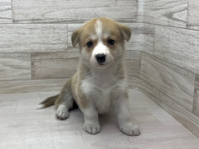 埼玉県のハーフ犬・ミックス犬 (かねだい桶川店/2025年5月18日生まれ/女の子/その他色)の子犬の2枚目の画像