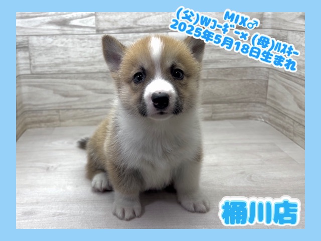 埼玉県のハーフ犬・ミックス犬 (かねだい桶川店/2025年5月18日生まれ/男の子/その他色)の子犬の1枚目の画像