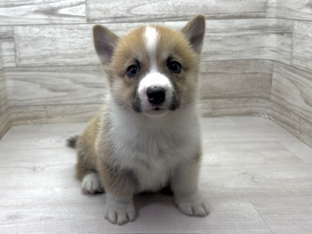 埼玉県のハーフ犬・ミックス犬 (かねだい桶川店/2025年5月18日生まれ/男の子/その他色)の子犬の2枚目の画像
