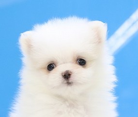 埼玉県の犬ハーフ (かねだい草加店/2025年5月13日生まれ/女の子/ホワイト)の子犬の2枚目の画像