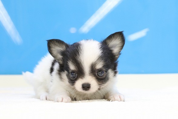 埼玉県のチワワ(ロング) (かねだい草加店/2025年5月20日生まれ/男の子/トライカラー)の子犬の1枚目の画像