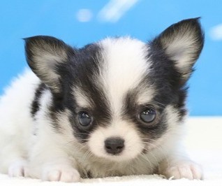 埼玉県のチワワ(ロング) (かねだい草加店/2025年5月20日生まれ/男の子/トライカラー)の子犬の2枚目の画像