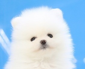 埼玉県のポメラニアン (かねだい草加店/2025年5月18日生まれ/男の子/ホワイト)の子犬の2枚目の画像