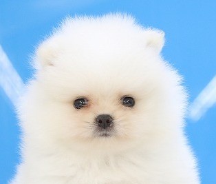 埼玉県のポメラニアン (かねだい草加店/2025年5月14日生まれ/男の子/ホワイト)の子犬の2枚目の画像