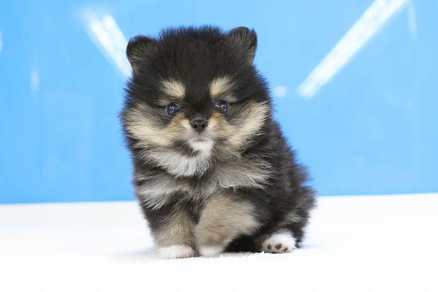 埼玉県のポメラニアン (かねだい草加店/2025年5月20日生まれ/男の子/ブラックタン)の子犬の1枚目の画像