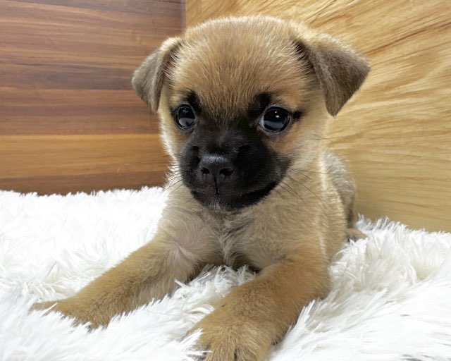 群馬県のハーフ犬・ミックス犬 (かねだいペットトライアル桐生/2025年5月18日生まれ/男の子/レッド)の子犬の1枚目の画像