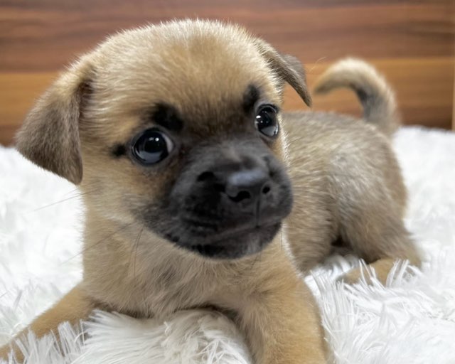 群馬県のハーフ犬・ミックス犬 (かねだいペットトライアル桐生/2025年5月18日生まれ/男の子/レッド)の子犬の2枚目の画像