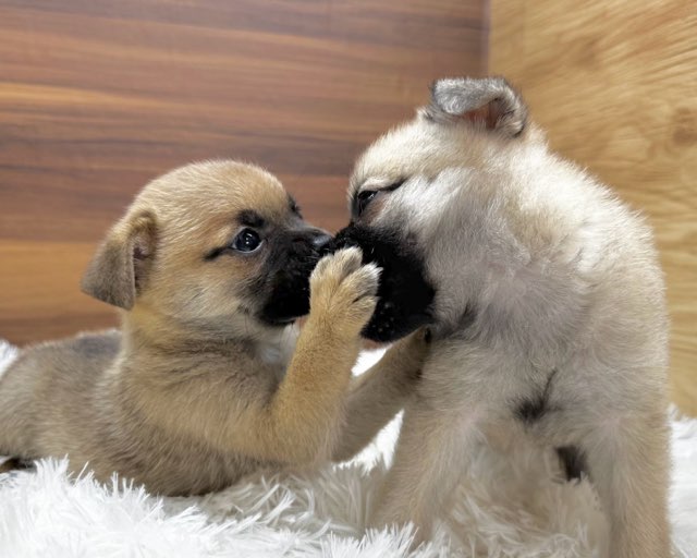 群馬県のハーフ犬・ミックス犬 (かねだいペットトライアル桐生/2025年5月18日生まれ/男の子/レッド)の子犬の4枚目の画像