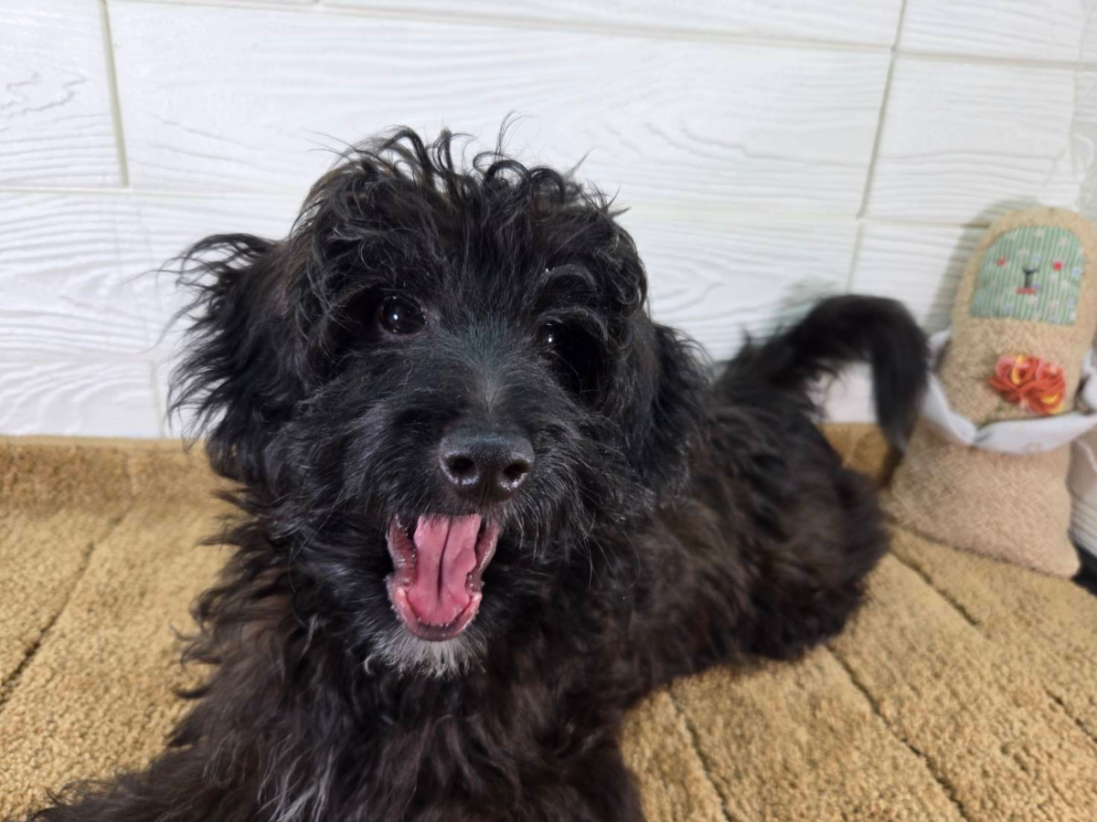 千葉県のハーフ犬・ミックス犬 (かねだいペットトライアル勝浦/2025年2月1日生まれ/男の子/ブラック)の子犬の1枚目の画像