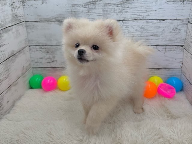 価格の安い☆ポメラニアン♂（クリーム） / ペットショップ