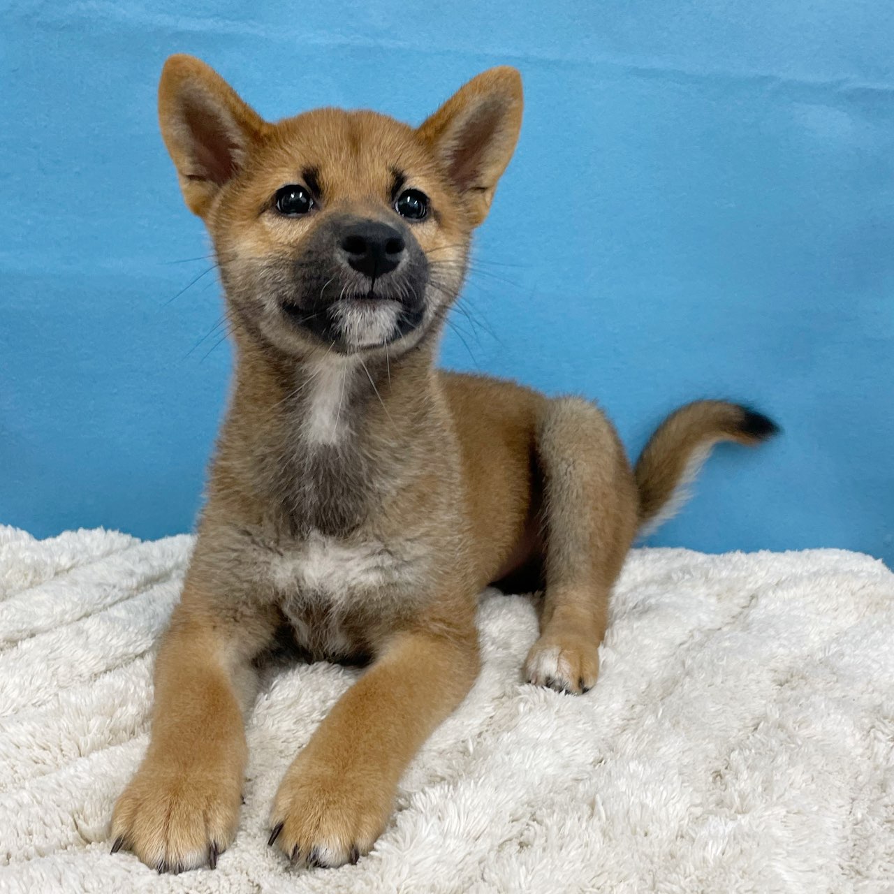 千葉県の柴犬(標準サイズ) (かねだい四街道店/2025年4月5日生まれ/男の子/赤)の子犬の2枚目の画像