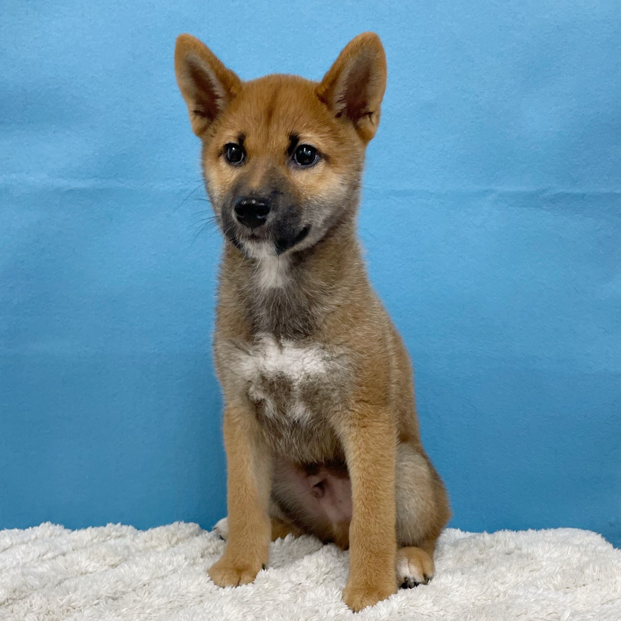 千葉県の柴犬(標準サイズ) (かねだい四街道店/2025年4月5日生まれ/男の子/赤)の子犬の3枚目の画像