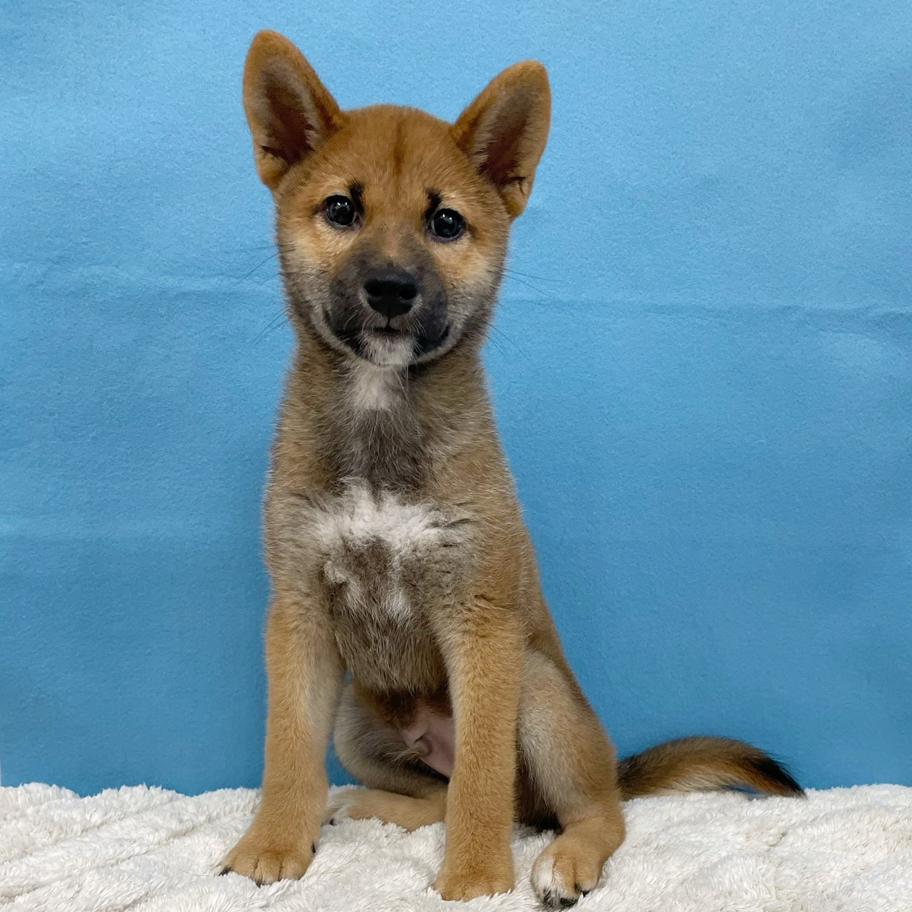 千葉県の柴犬(標準サイズ) (かねだい四街道店/2025年4月5日生まれ/男の子/赤)の子犬の4枚目の画像