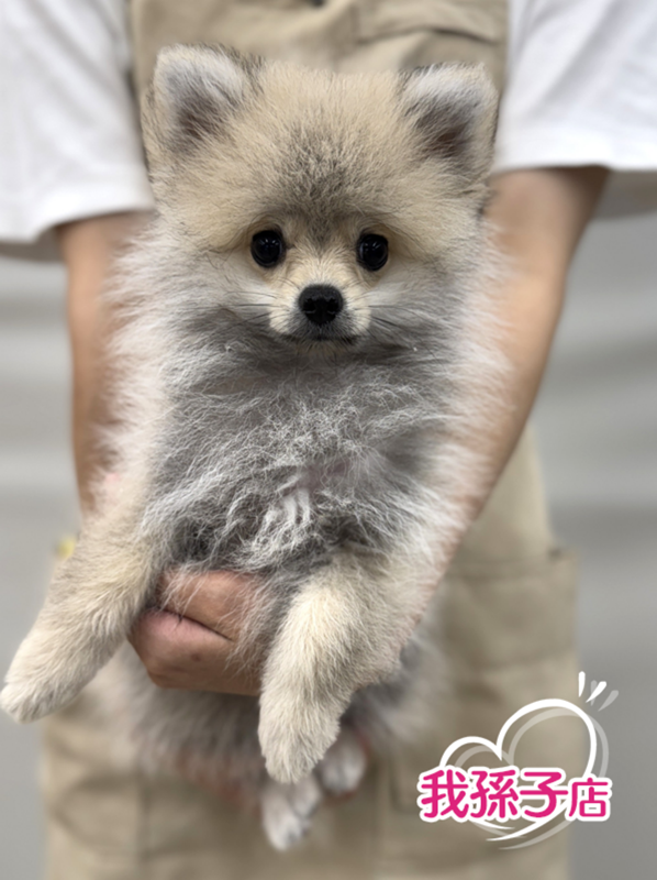 千葉県のポメラニアン (かねだい我孫子店/2025年4月15日生まれ/男の子/オレンジ)の子犬の1枚目の画像