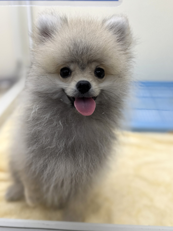 千葉県のポメラニアン (かねだい我孫子店/2025年4月15日生まれ/男の子/オレンジ)の子犬の2枚目の画像