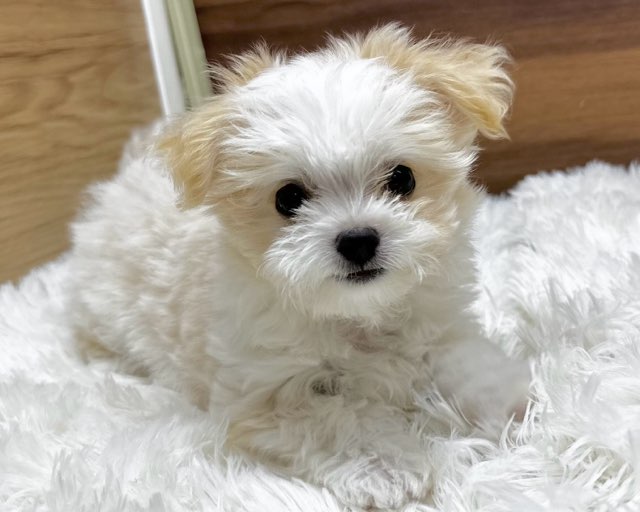 群馬県のハーフ犬・ミックス犬 (かねだいペットトライアル桐生/2025年4月15日生まれ/男の子/クリーム)の子犬の1枚目の画像