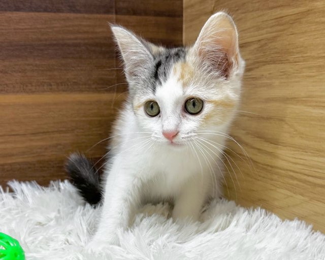 価格の安い✿マンチカン ♀ / ペットショップ【かねだい】