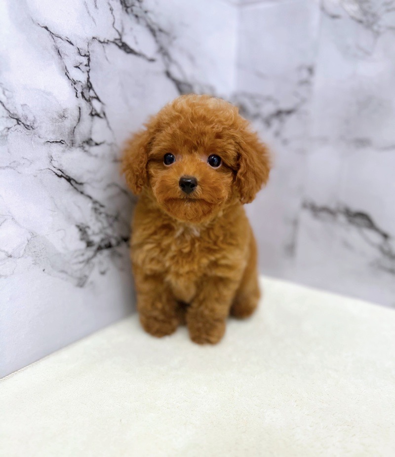 神奈川県のトイプードル(トイ) (かねだい東戸塚店/2025年4月29日生まれ/女の子/レッド)の子犬の2枚目の画像