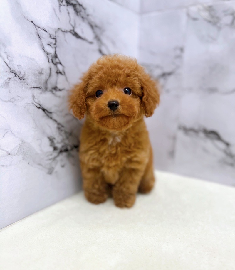 神奈川県のトイプードル(トイ) (かねだい東戸塚店/2025年4月29日生まれ/女の子/レッド)の子犬の3枚目の画像