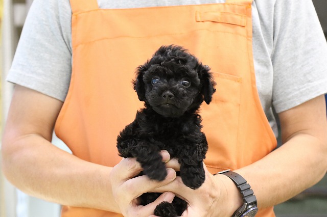 埼玉県のトイプードル(トイ) (かねだい草加店/2025年5月12日生まれ/男の子/ブラック)の子犬の1枚目の画像