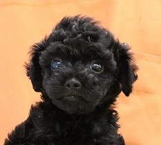 埼玉県のトイプードル(トイ) (かねだい草加店/2025年5月12日生まれ/男の子/ブラック)の子犬の2枚目の画像