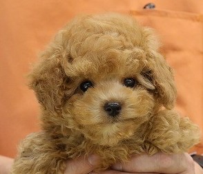 埼玉県のトイプードル(トイ) (かねだい草加店/2025年5月13日生まれ/女の子/レッド)の子犬の2枚目の画像