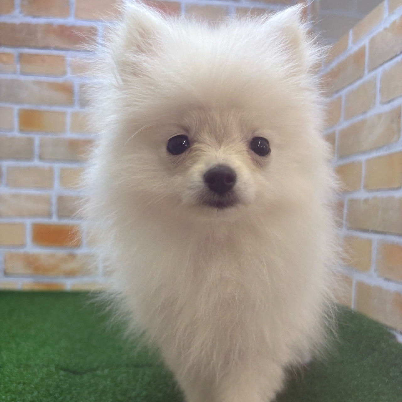神奈川県のポメラニアン (かねだい横浜店/2025年3月22日生まれ/女の子/クリーム)の子犬の1枚目の画像