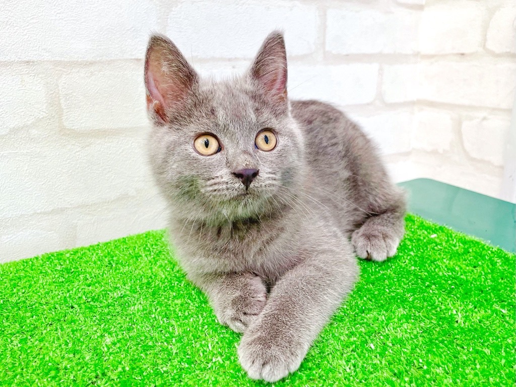東京都のシャルトリュー (かねだい立川店/2025年4月26日生まれ/男の子/ブルー)の子猫の4枚目の画像