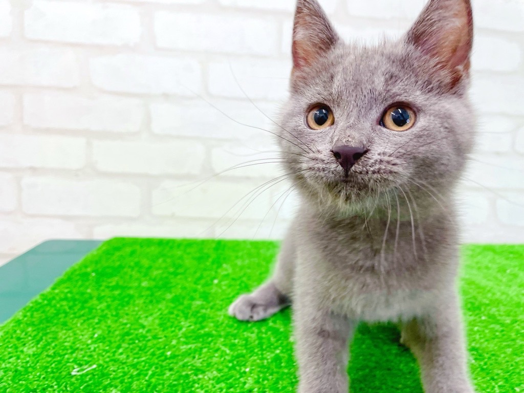 東京都のシャルトリュー (かねだい立川店/2025年4月26日生まれ/男の子/ブルー)の子猫の3枚目の画像