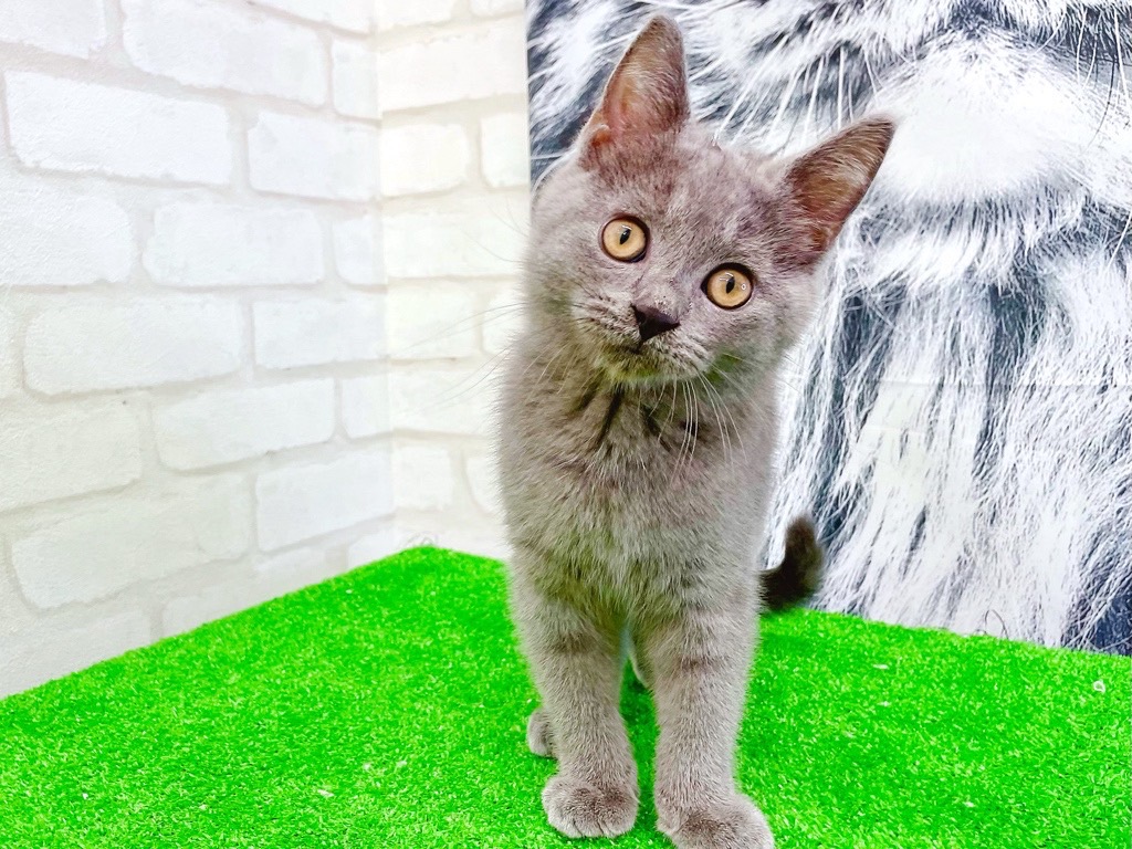 東京都のシャルトリュー (かねだい立川店/2025年4月26日生まれ/男の子/ブルー)の子猫の2枚目の画像