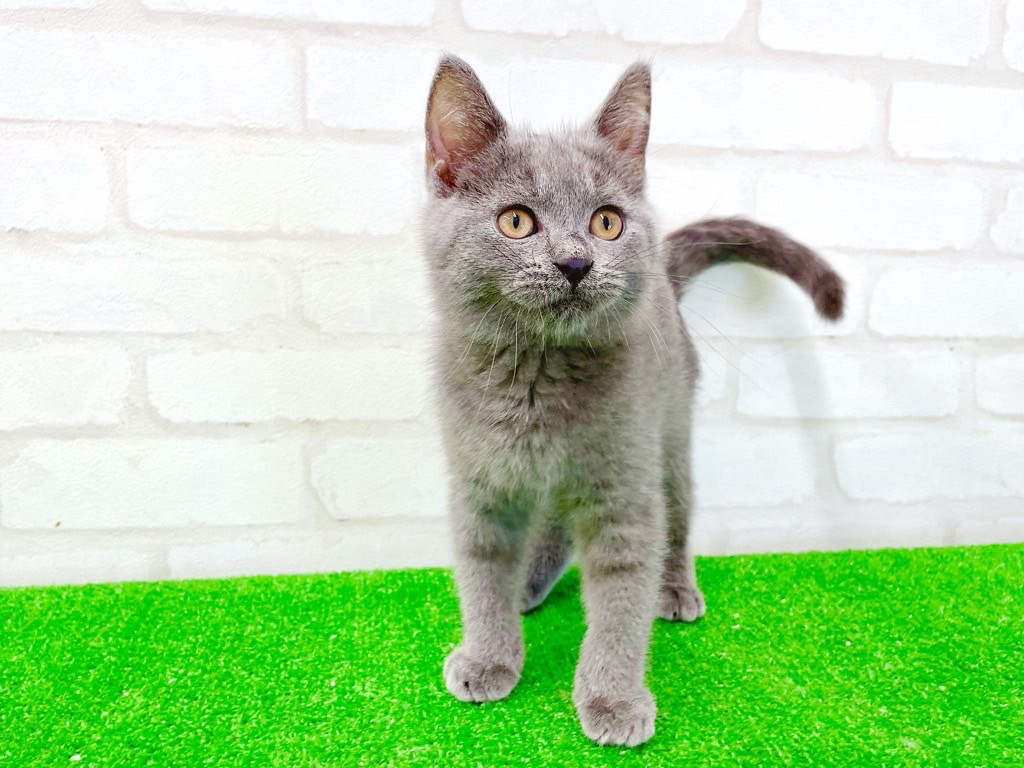 東京都のシャルトリュー (かねだい立川店/2025年4月26日生まれ/男の子/ブルー)の子猫の1枚目の画像