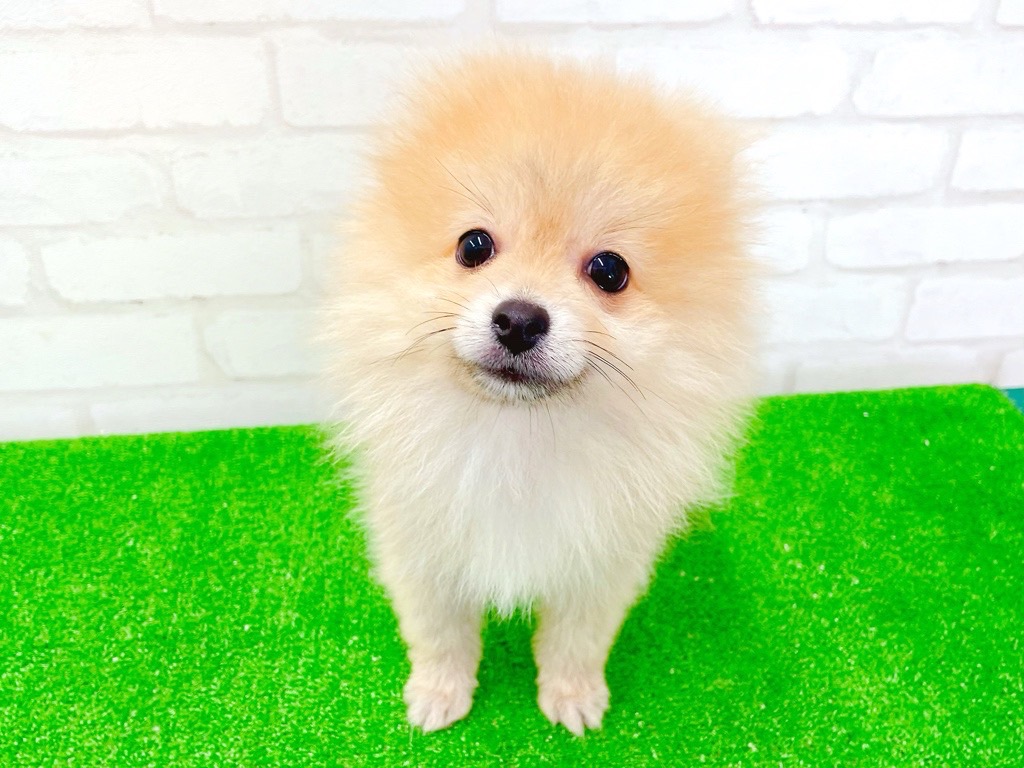 東京都のポメラニアン (かねだい立川店/2025年3月29日生まれ/男の子/オレンジ)の子犬の2枚目の画像