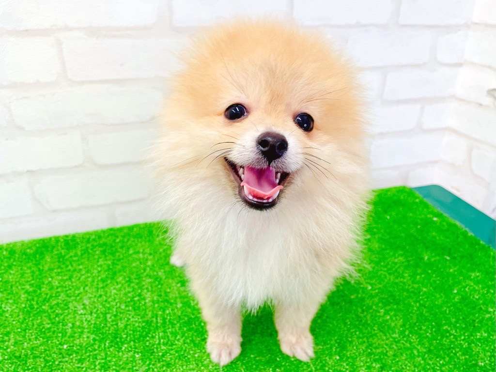東京都のポメラニアン (かねだい立川店/2025年3月29日生まれ/男の子/オレンジ)の子犬の1枚目の画像