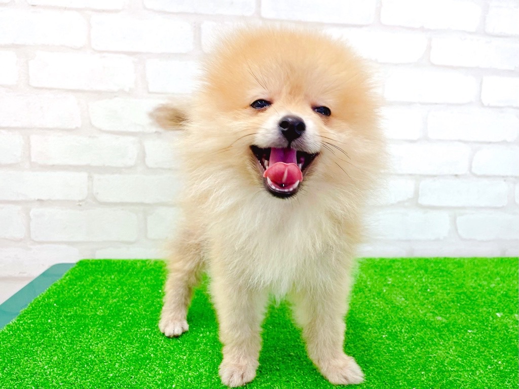 東京都のポメラニアン (かねだい立川店/2025年3月29日生まれ/男の子/オレンジ)の子犬の4枚目の画像