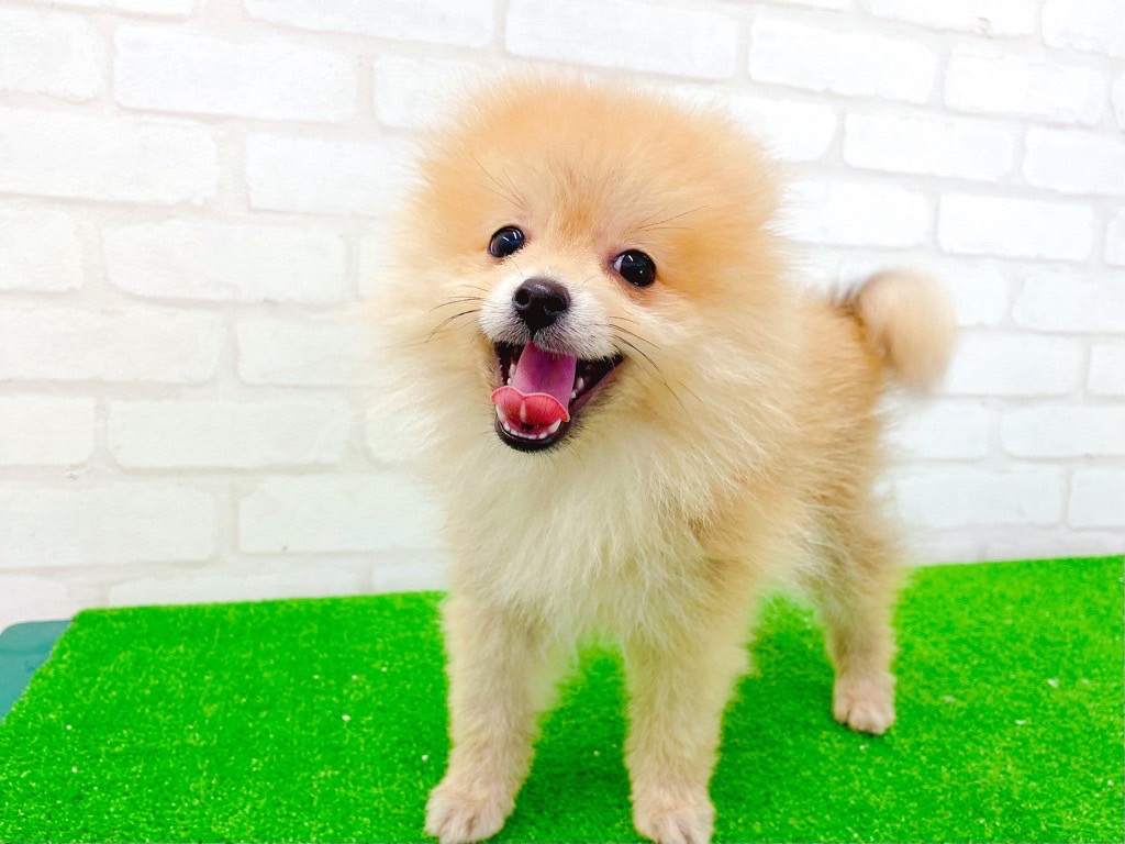 東京都のポメラニアン (かねだい立川店/2025年3月29日生まれ/男の子/オレンジ)の子犬の3枚目の画像