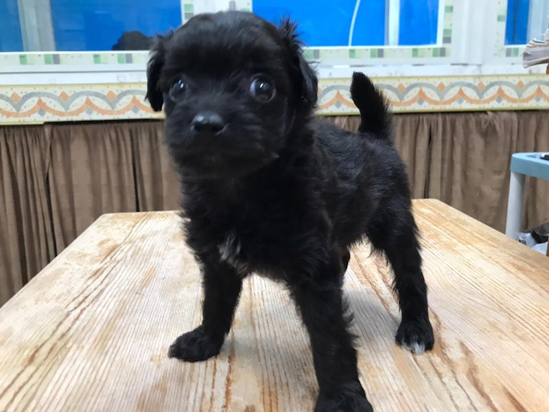 価格の安いmix犬 父 トイプードル 母 チワワ 株式会社かねだい 価格の安いmix犬 父 トイプードル 母 チワワ 株式会社かねだい