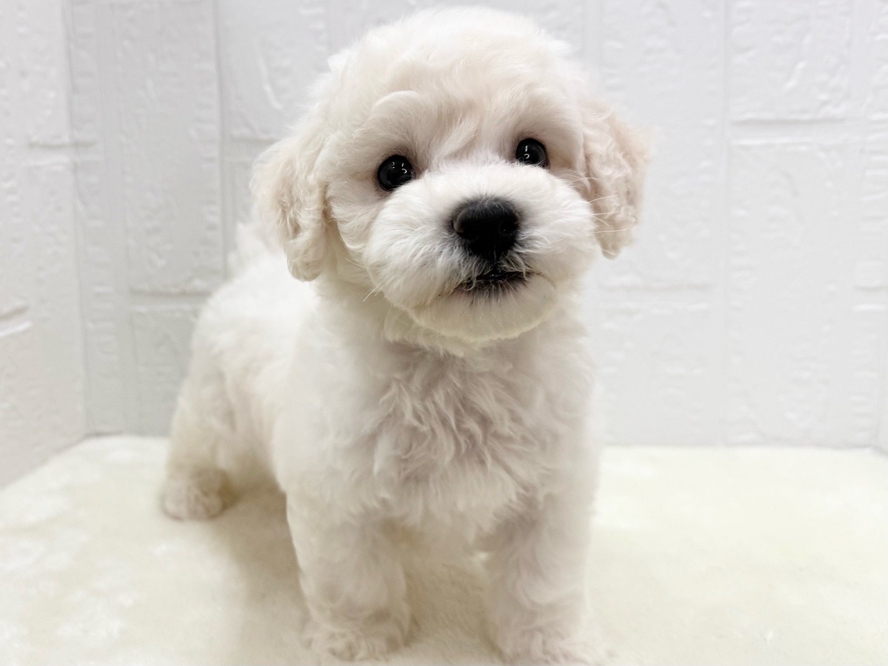 東京都のビションフリーゼ (かねだい青梅店/2025年5月11日生まれ/男の子/ホワイト)の子犬の1枚目の画像