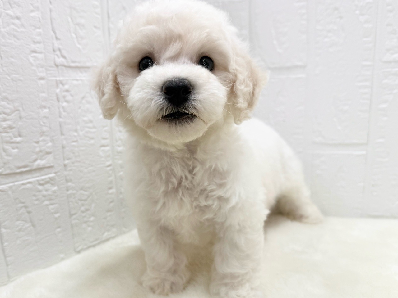 東京都のビションフリーゼ (かねだい青梅店/2025年5月11日生まれ/男の子/ホワイト)の子犬の3枚目の画像