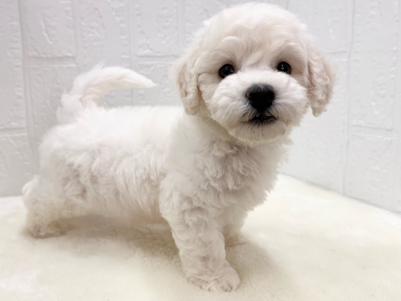 東京都のビションフリーゼ (かねだい青梅店/2025年5月11日生まれ/男の子/ホワイト)の子犬の4枚目の画像