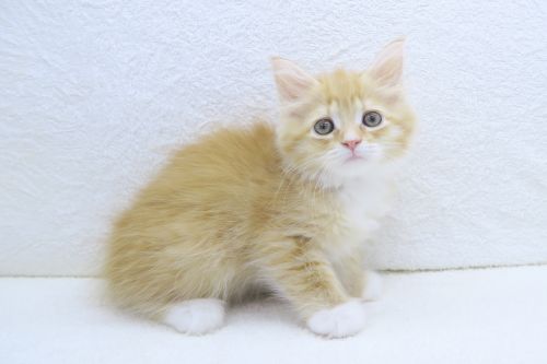 神奈川県のハーフ猫・ミックス猫 (かねだい海老名店/2025年5月21日生まれ/男の子/レッドタビー)の子猫の1枚目の画像