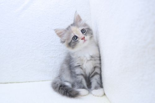神奈川県のハーフ猫・ミックス猫 (かねだい海老名店/2025年5月21日生まれ/女の子/ブルータビー)の子猫の1枚目の画像